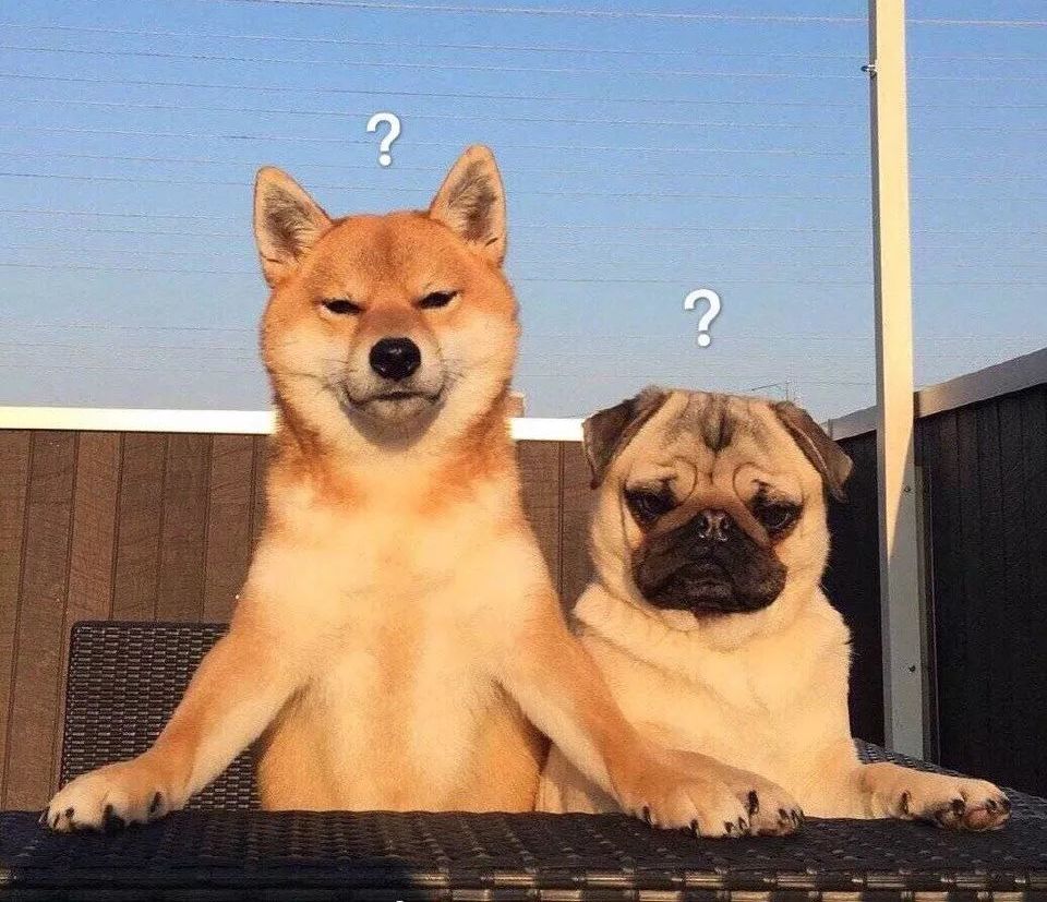 泰迪狗狗眼屎多是怎么回事,狗狗眼屎多黄脓状用什么药