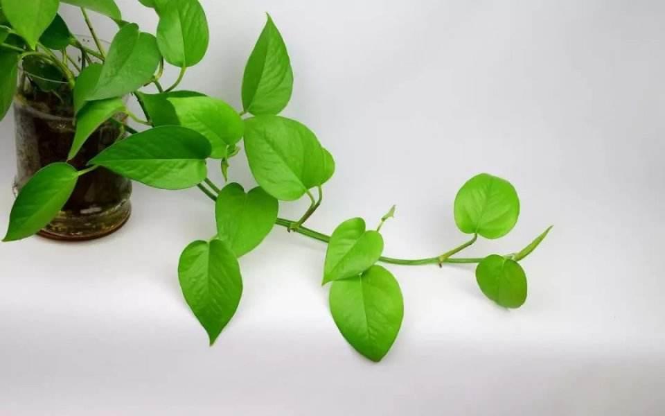 绿萝养护方法大全和注意事项,绿萝叶片不油亮