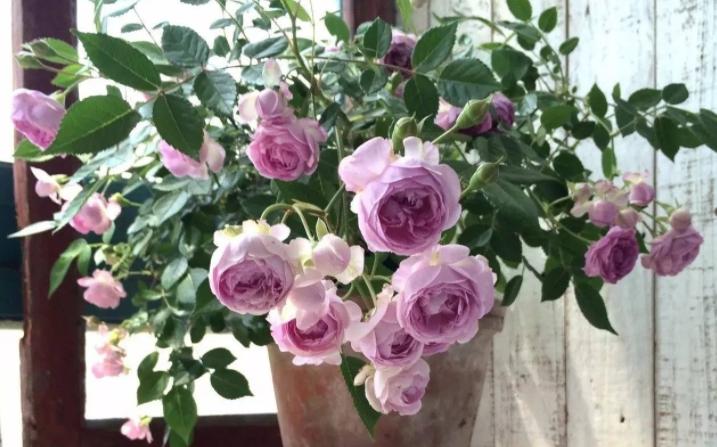 养花怎么选盆,新手养花推荐什么盆