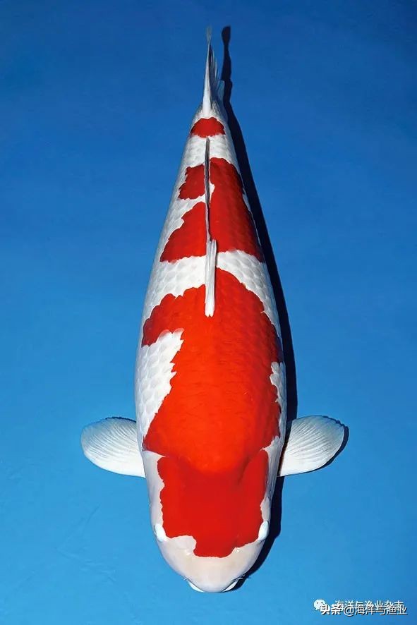 江门海豚公司总经理林震能:不断成长终成行业知名老板