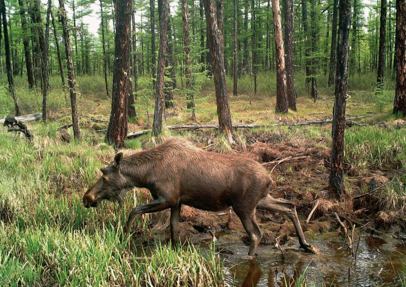 林草科普|驼鹿:典型泰加林居民
