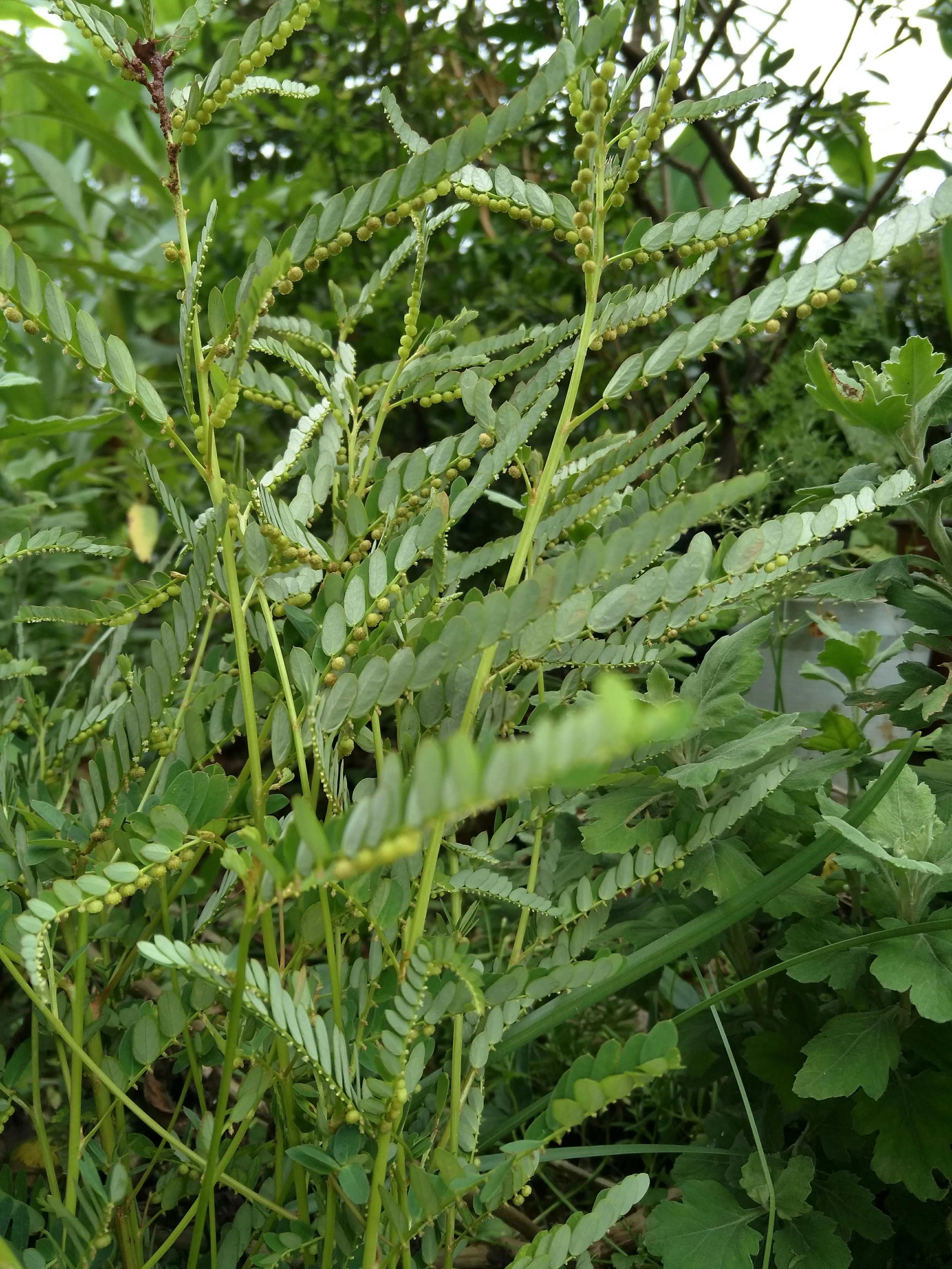 十种动植物名称及特征,动植物植物知识科普大全