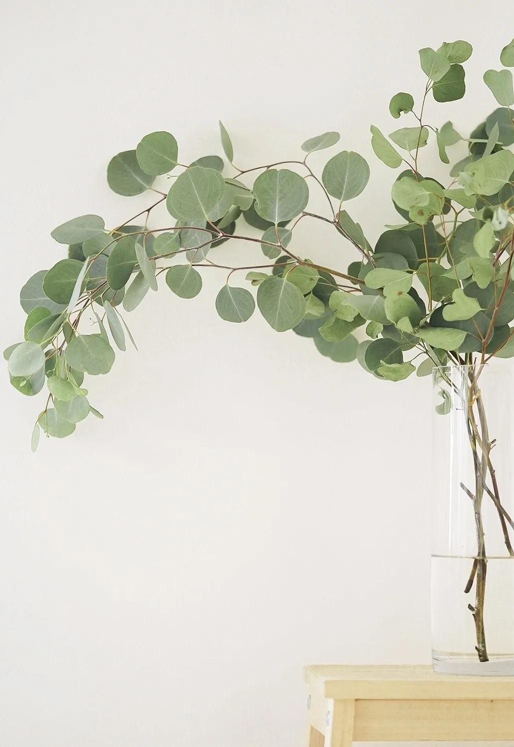 尤加利庭院,冷郁气质怎么形容