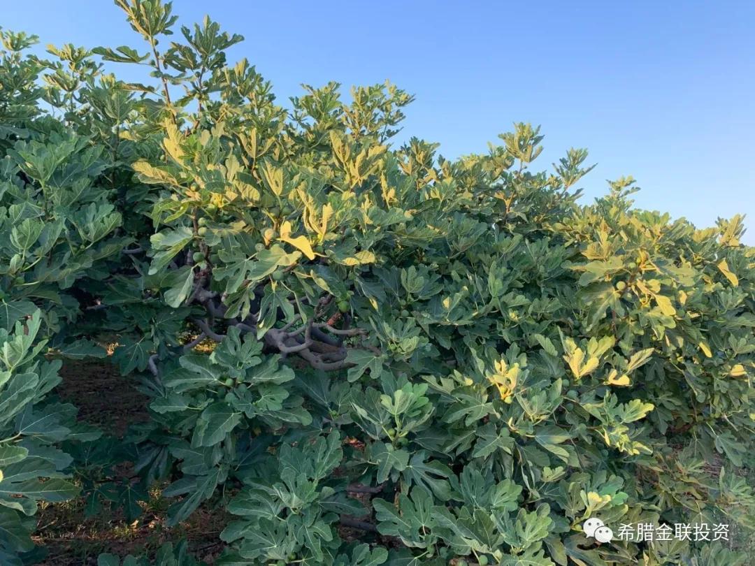 希腊农地价格,希腊土地多少钱一亩