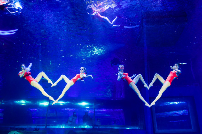 海洋极地海洋世界攻略,正佳极地海洋世界白鲸海象