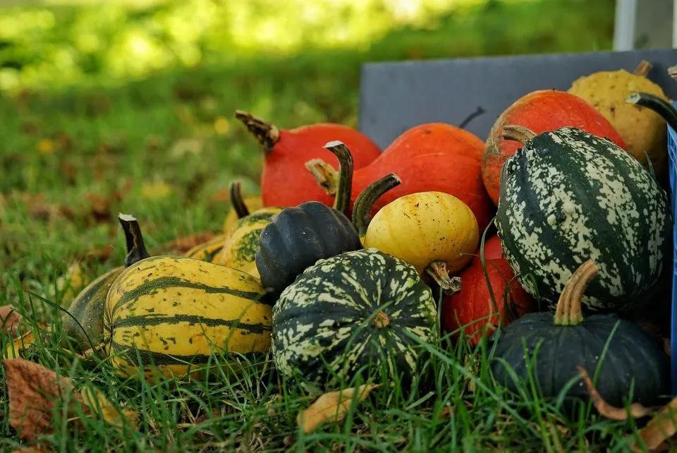 荷兰人身体素质,荷兰人素质怎么样