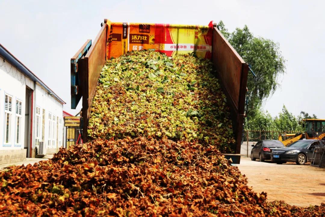 既要生态美又要百姓富科左后旗5000亩大果榛子喜获丰收