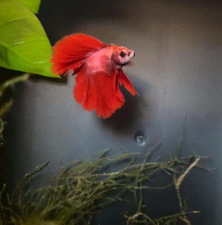 外国女子救下崩溃男子,外国女生救斗鱼