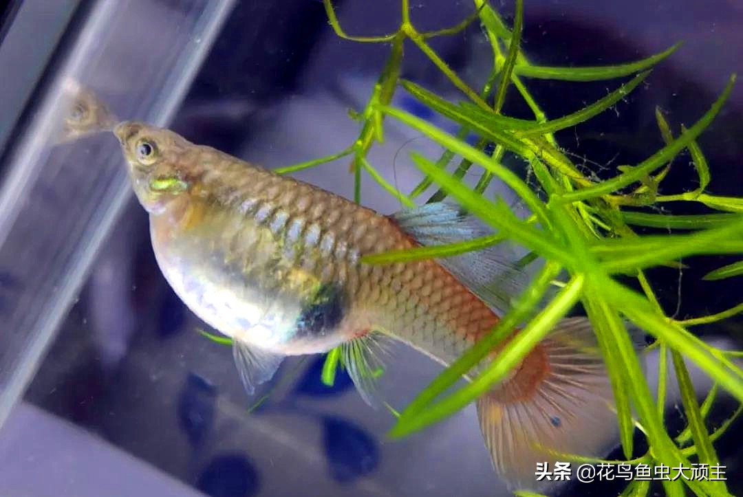 孔雀鱼生产后肚子会怎样,孔雀鱼生产后多久再受孕