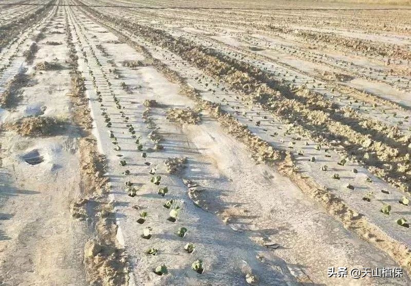 什么棉花种产量高,棉花高产量施肥技巧