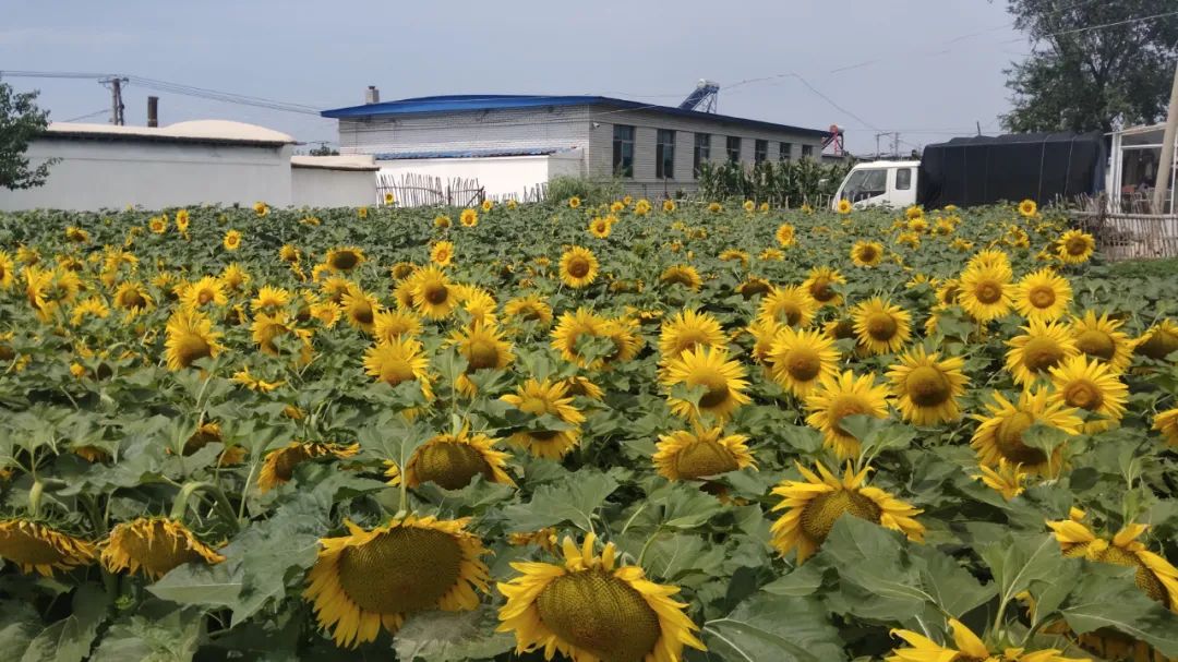 早安营口2019年5月16日,早安营口新闻