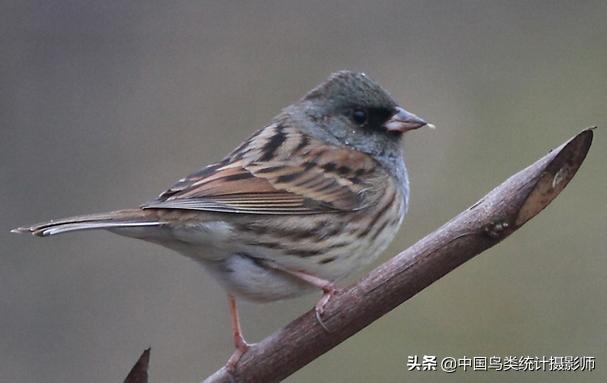 灰颈鹀新疆亚种介绍,灰头鹀是什么