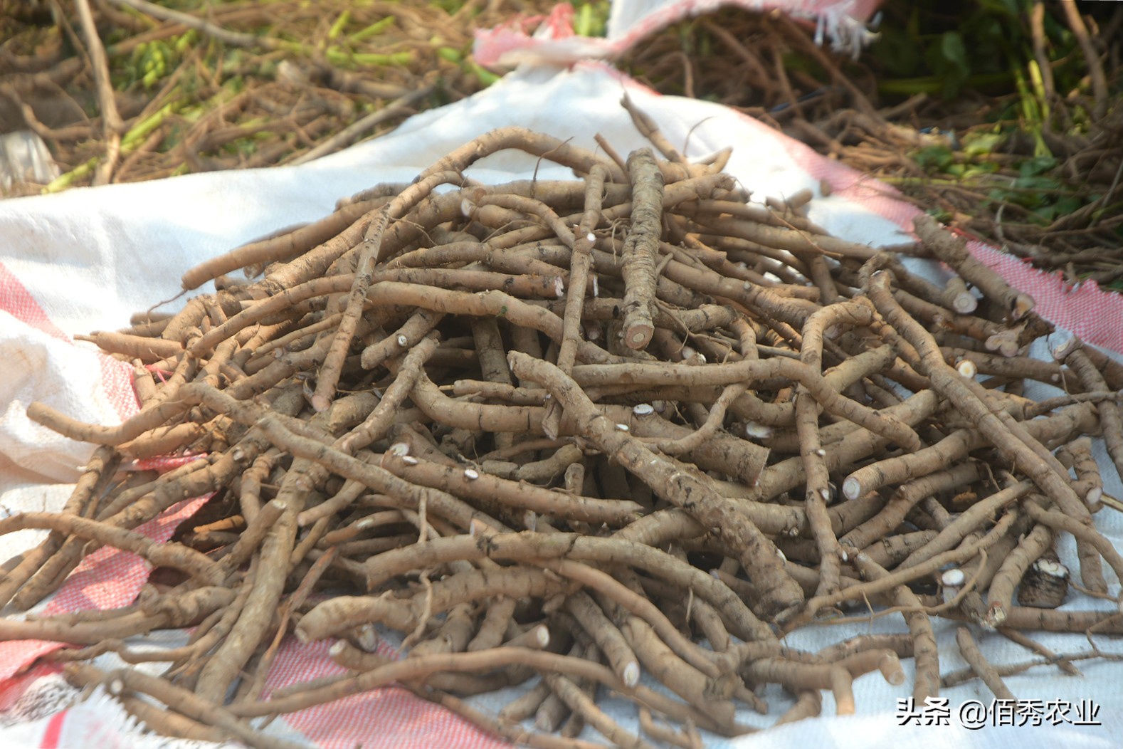油用牡丹的价值高吗,油用牡丹的作用