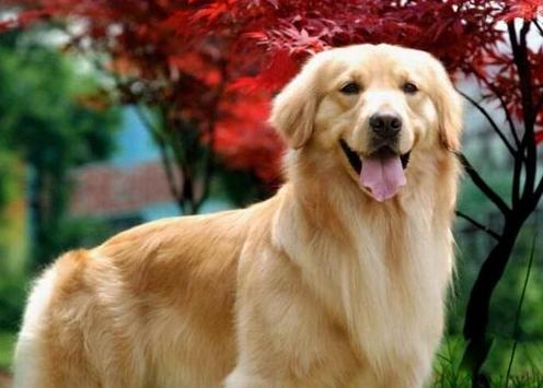 金毛犬十大优点,养金毛犬的优缺点及注意事项