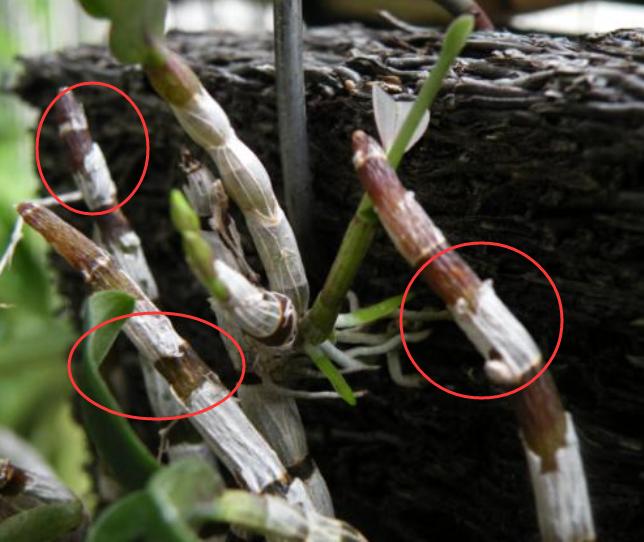 石斛兰冬天叶子发黄是什么原因,石斛兰多棵种在一个盆里会黄叶吗