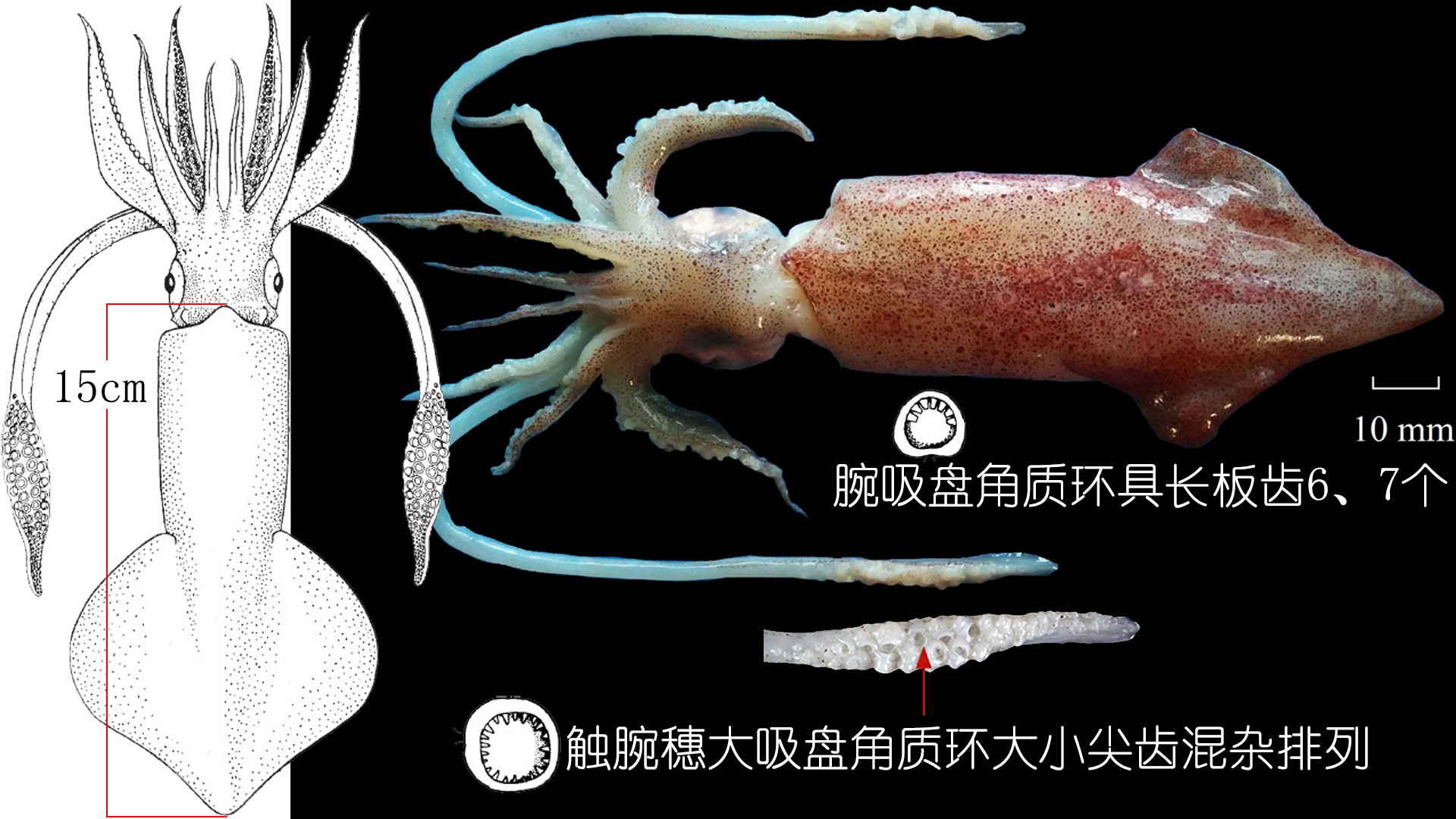 海鲜认知大全,海鲜认知大全虾