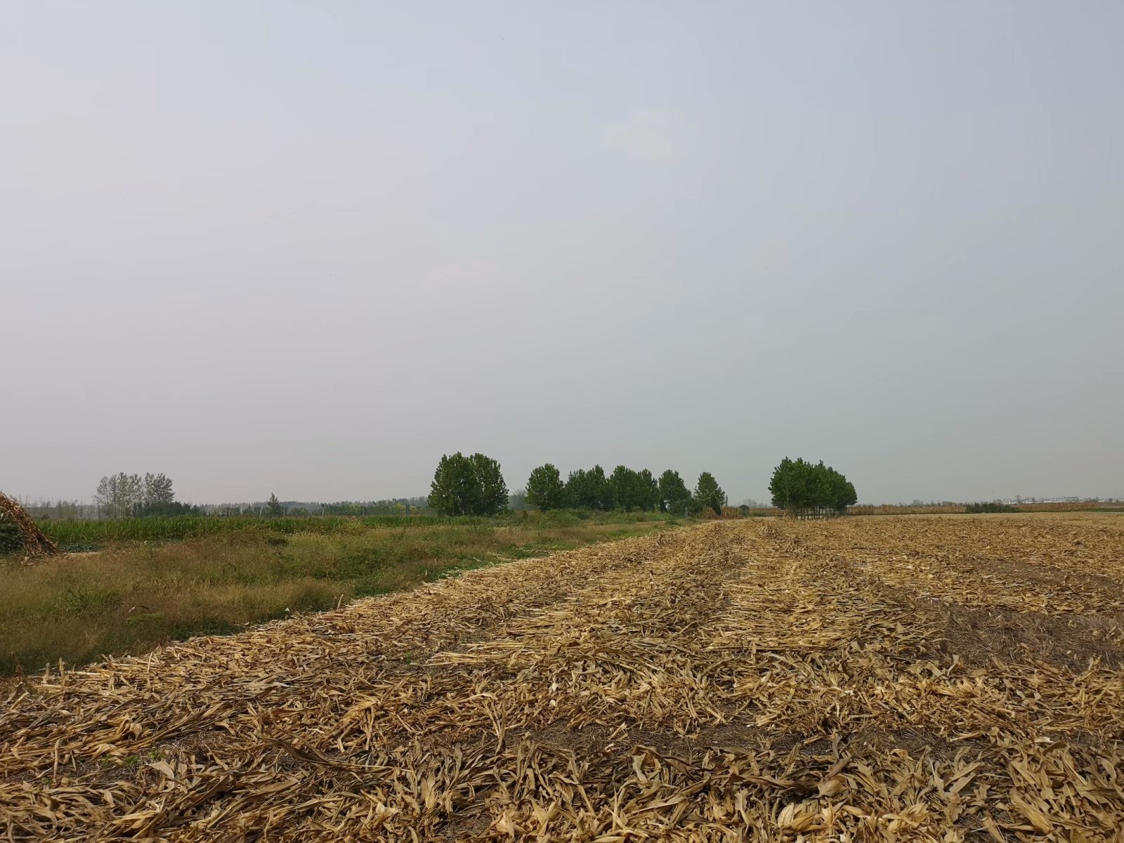 俞伯牙墓为什么在固镇,俞伯牙墓出土