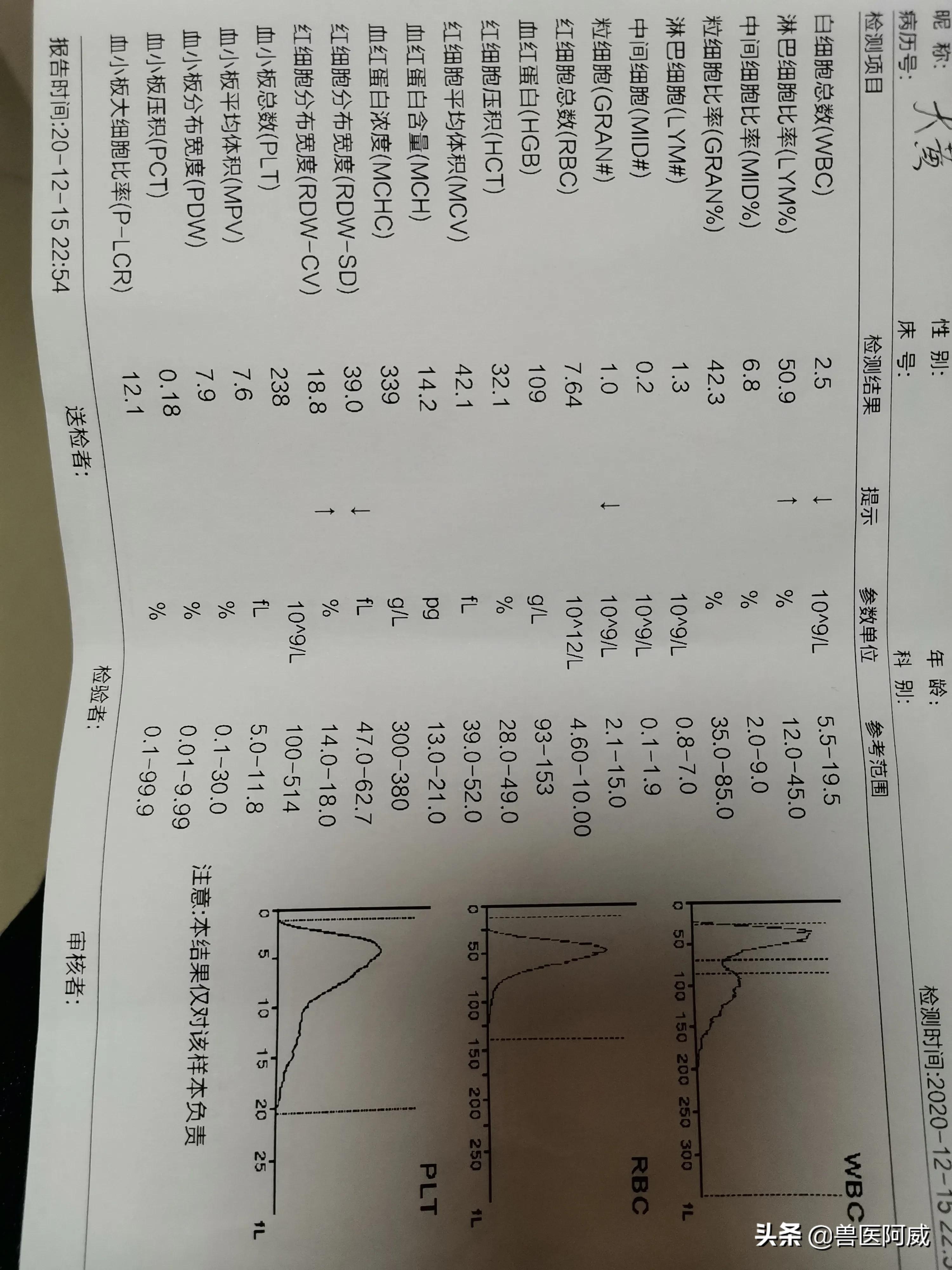 猫瘟和疱疹病毒交叉感染,猫瘟感染幼猫