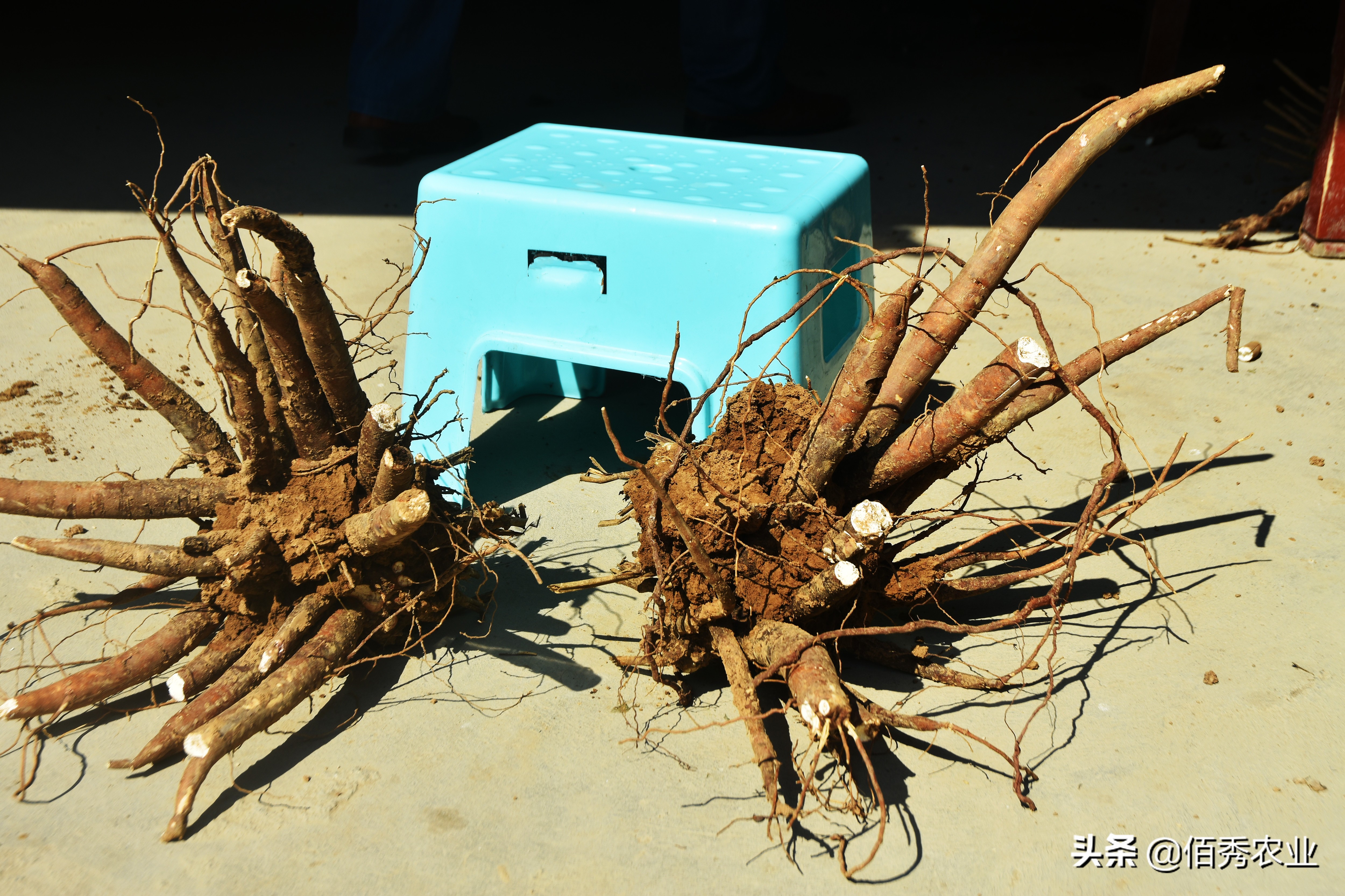 未来5年种植什么药材赚钱,渭南地区种植中药材哪样最赚钱