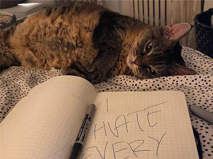 猫咪肺水肿会引起鼻支吗,猫咪肺水肿导致脏器衰竭