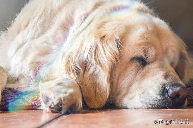 狗狗没食欲呕吐没精神怎么办,狗狗没食欲精神不好又呕吐怎么办