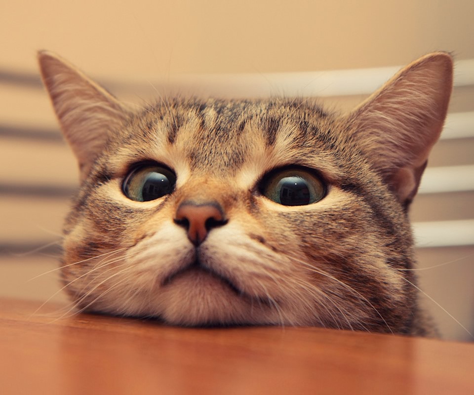 猫眼屎多是什么原因,猫眼屎多是猫粮原因吗