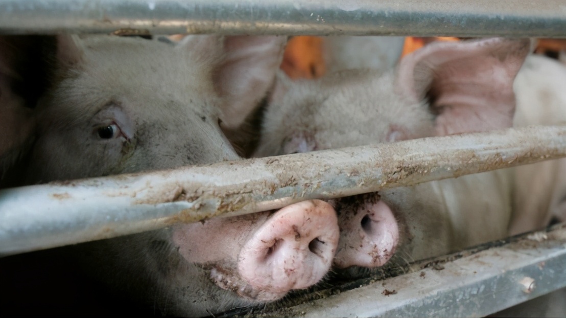 公猪母猪育种注意事项,想要母猪产仔多下面几点要牢记