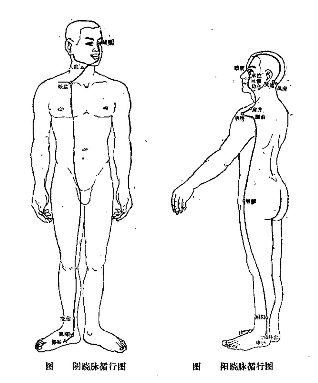 奇经八脉与十二经脉循行动态图,奇经八脉中任督二脉的循行分布