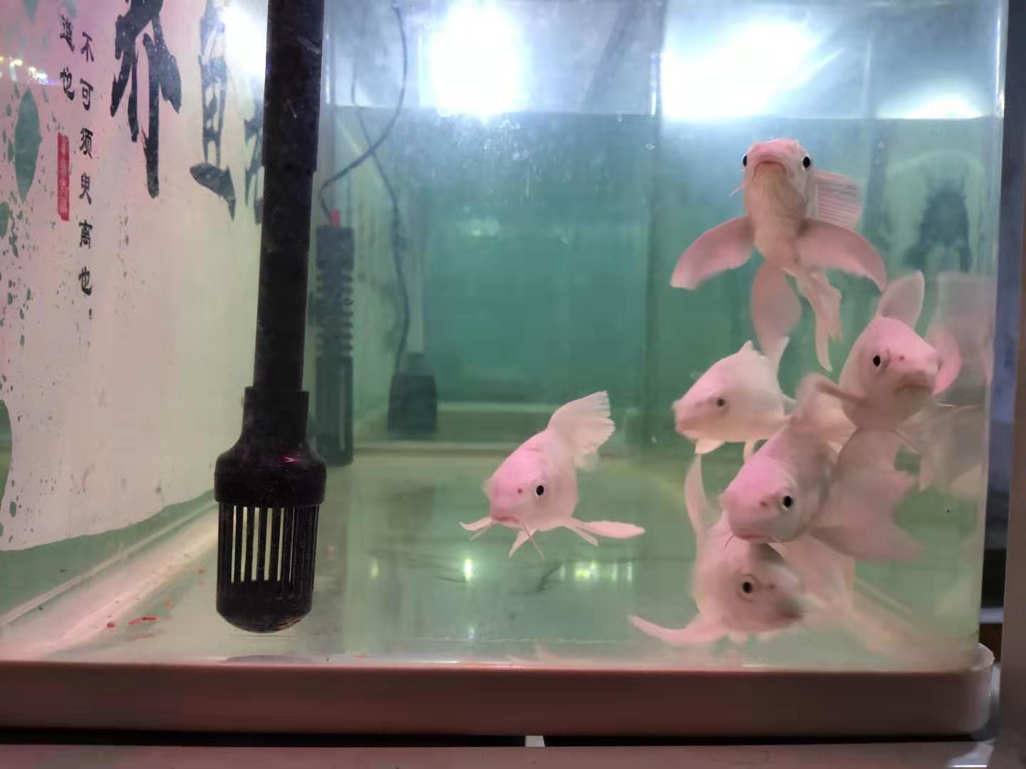 鱼缸漏水最快解法,鱼缸漏水最简单的补漏方法