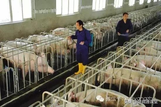 母猪不发情不用愁，有它轻松解忧愁！