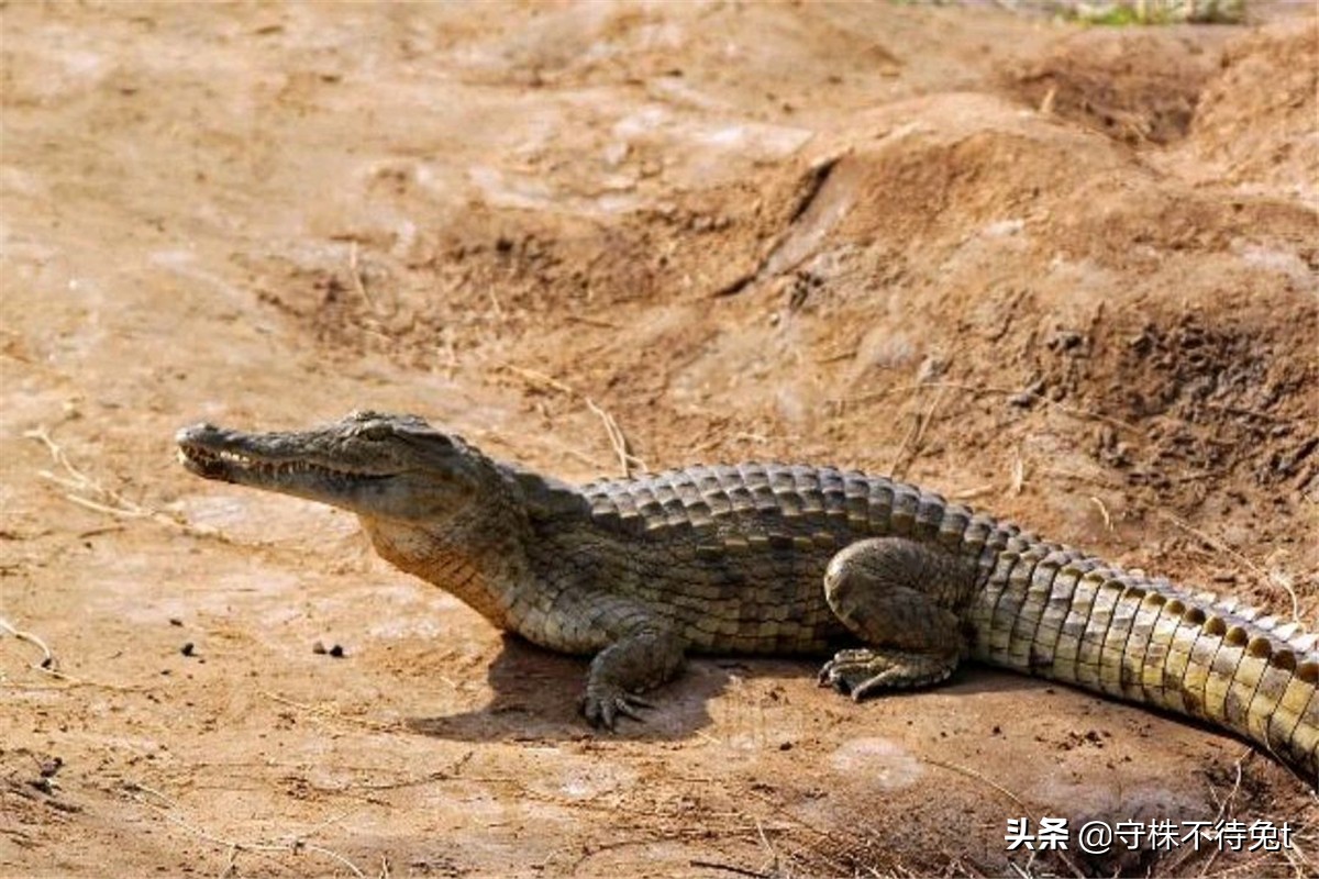 10个冷知识汇总图,手机支架懒人必备神器怎么用