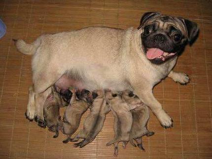 正宗巴哥犬的特征,巴哥犬的五大优点和缺点