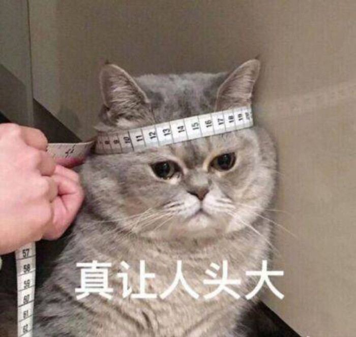 猫式伸展减肥有用吗,猫太胖了怎么减肥