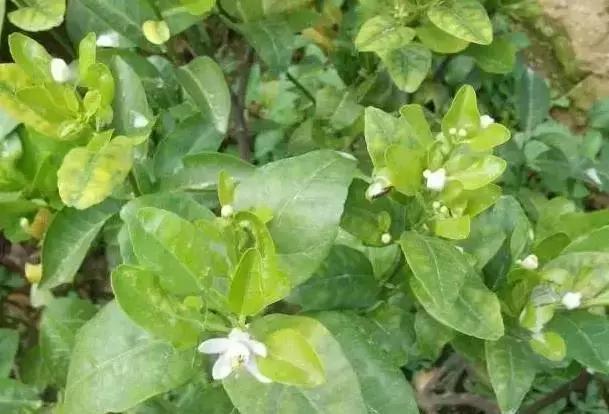 知了和蚱蝉是一种动物吗,知了和蚱蝉有什么区别