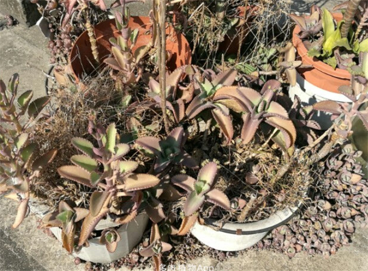 落地生根不死鸟多肉,多肉不死鸟怎么养能爆盆