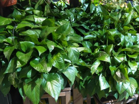 绿萝怎么才不烂根黄叶,绿萝黄叶别发愁2个妙招帮解决