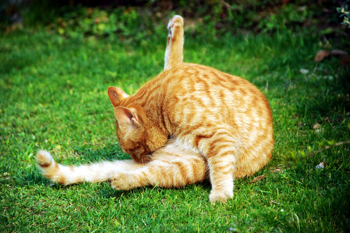 猫咪喜欢用屁股对着你啥意思,猫咪总喜欢拿屁股对着我