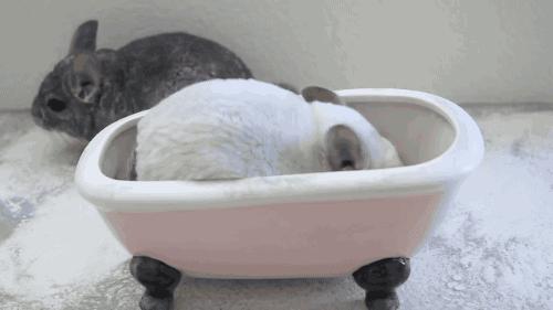 龙猫训练方法和注意事项,龙猫要准备哪些用品