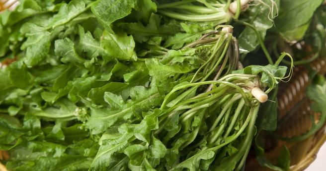 整合——28种青草药,赶快收藏备用!