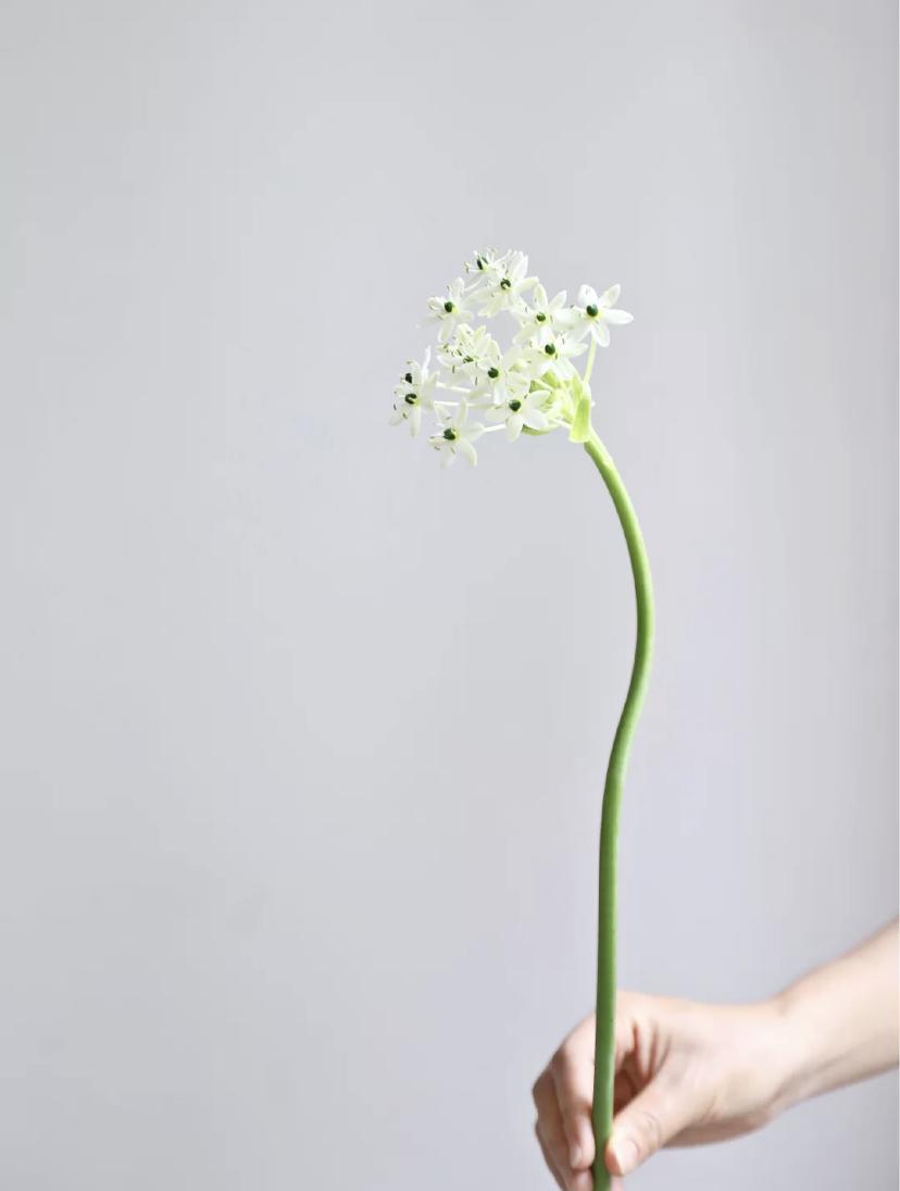 家里要有氛围感什么花比较好,家里高级的花