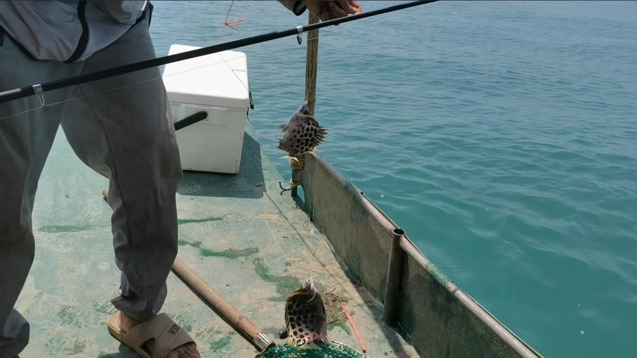 阿智为钓到爱吃的金鲳鱼，凌晨跑出外海，渔获晒满房前屋后