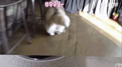 二哈减肥,为什么二哈会变瘦