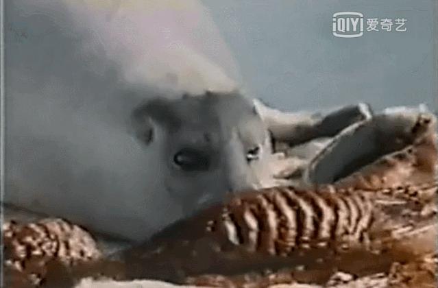 15岁怀孕的她，被骗吃下*药炸**，无辜去世：生而为人，有些人却不配