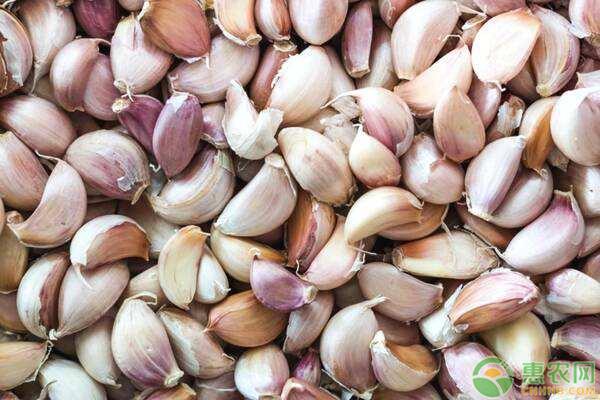 今日杞县大蒜价格大蒜期货行情,今年的大蒜价格是多少钱1公斤