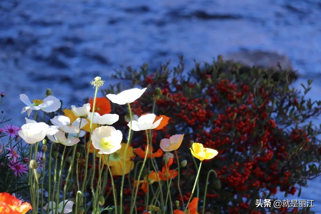 春节丽江古城人多吗,今年丽江春节好吗