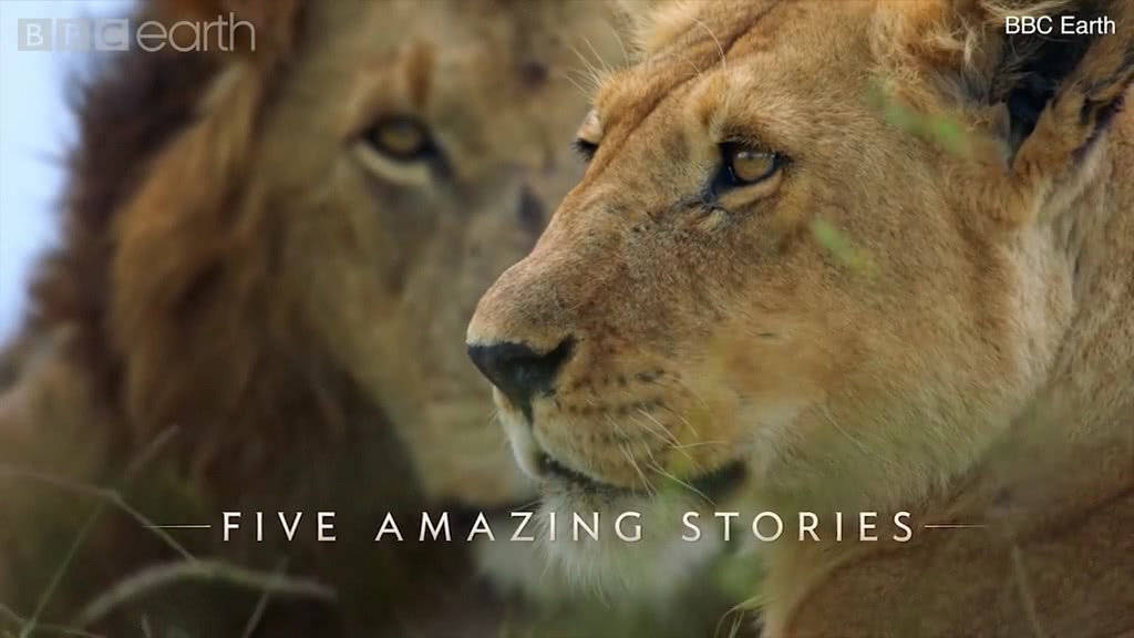 bbc豆瓣9.1纪录片排行,bbc罗曼诺夫王朝纪录片