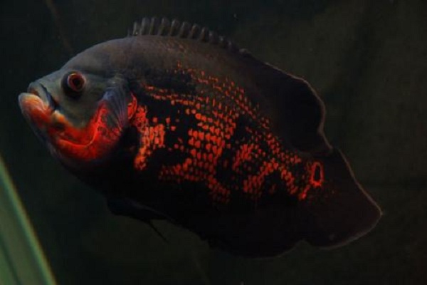 鱼价格今日多少一斤,查干湖鱼10斤价格