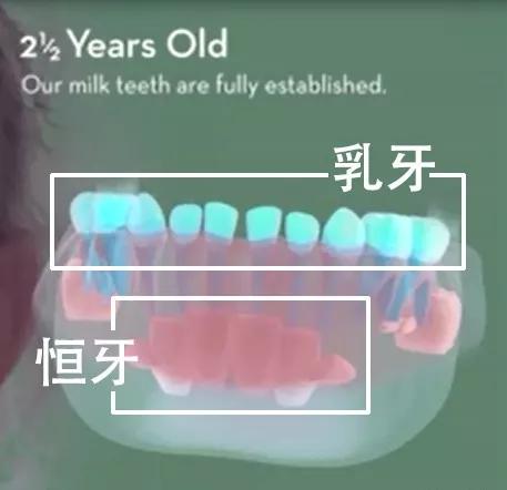 如何预防宝宝的双排牙,换牙出现双排牙不齐怎么办