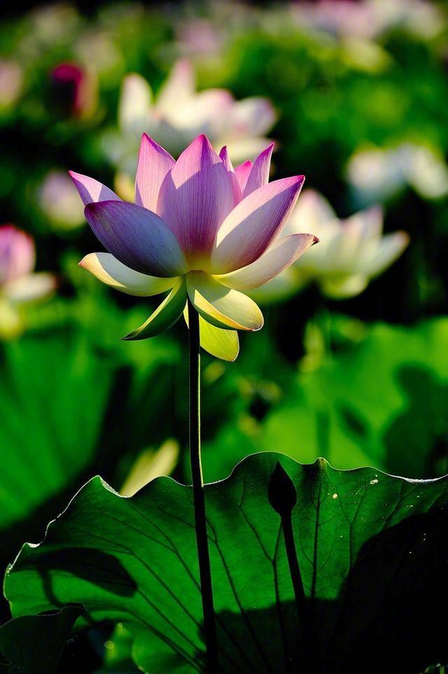 佛语禅心净化心灵的句子精选100句,感悟人生经典佛语句子