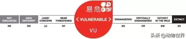 世界上体型最大的牛是什么,世界上体型最大的牛种